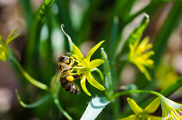 Image showing Honeybee pollination close up