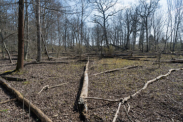 Image showing Fallen dead trees in a nature reserve