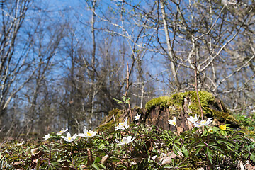 Image showing Blossom wood anemones by an old tree stump