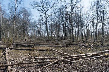 Image showing Dead trees in a protected nature reserve
