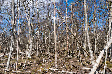 Image showing Fallen trees in a deciduous forest