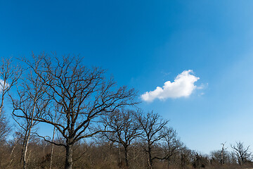 Image showing Leafless wide trees by a blue sky