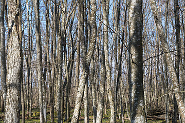 Image showing Common Hornbeam tree trunks