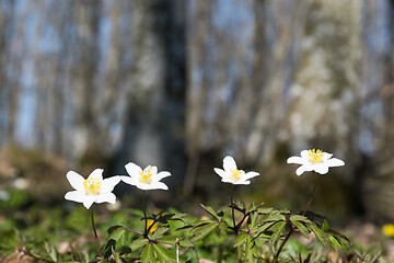 Image showing Wood anemones close up 