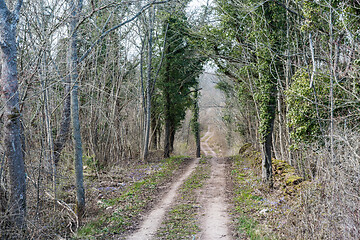 Image showing Dirt road with ivy covered trees