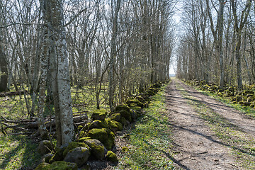 Image showing Bright dirt road through a Hornbeam forest