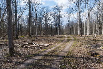 Image showing Dirt road through a deciduous forest