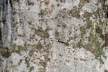 Image showing Rough background image of tree bark