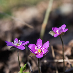 Image showing Purple Hepatica flower close up