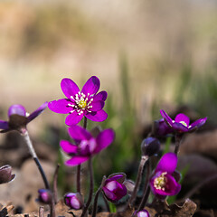 Image showing Beautiful purple Hepatica flowers close up