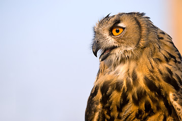 Image showing Eagle Owl