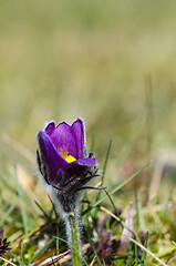 Image showing Just starting to bloom