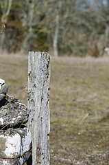 Image showing Old weathered wooden pole