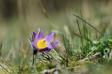 Image showing Blossom Pasque wildflower