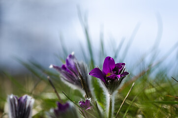 Image showing Just started to blossom