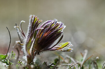 Image showing New flower bud 