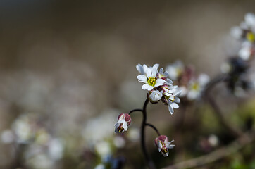 Image showing Tiny white flower close up