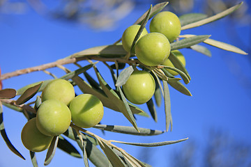 Image showing Green Olives