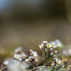 Image showing Small white flower close up