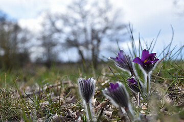 Image showing The Pasque flowers just started to bloom