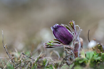 Image showing Pasque flower bud close up