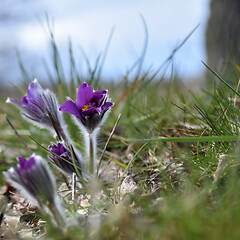 Image showing Beautiful blooming Pasque flower