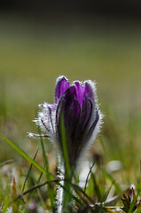 Image showing Pasque flower close up