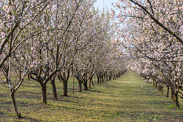 Image showing Alleys of blooming almond trees with pink flowers during springtime