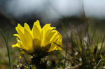 Image showing Pheasants eye flower head