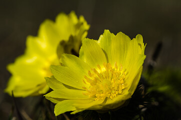 Image showing Beautiful yellow flower head
