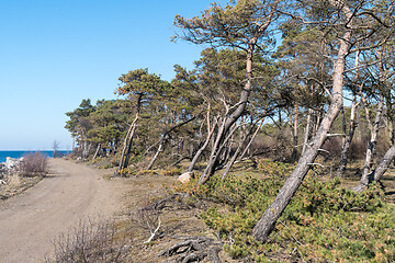 Image showing Windblown pine trees by the coast