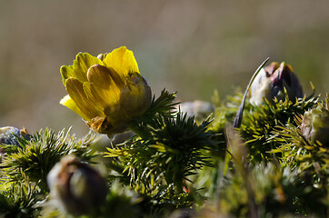 Image showing Yellow flower starting to bloom