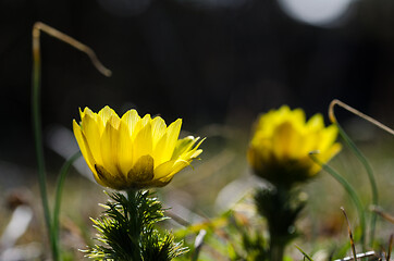 Image showing Yellow flower head closeup