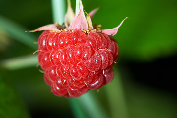 Image showing Raspberry