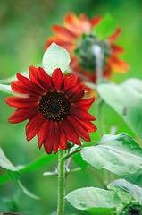 Image showing Red sunflower