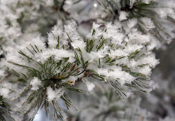 Image showing Hoarfrost