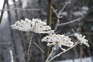 Image showing Hoarfrost