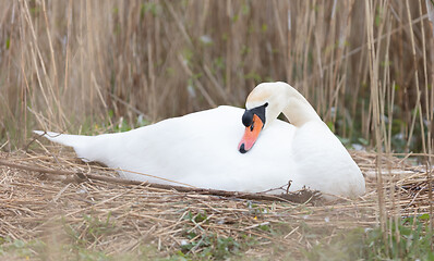 Image showing White swan on a nest