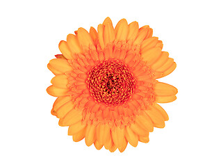 Image showing Gerbera flower isolated on white, orange