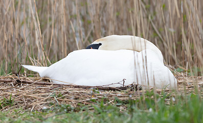 Image showing White swan on a nest