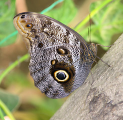 Image showing Night tropical butterfly