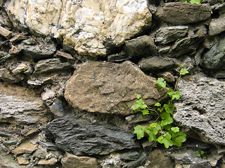 Image showing Creeper on a rock