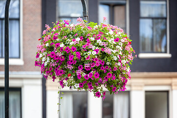 Image showing some petunia flowers in Amsterdam