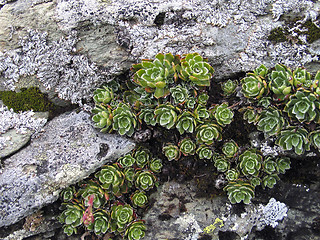 Image showing Creeper on a rock