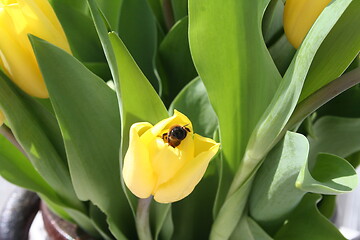 Image showing Yellow Tulips with visit of bee