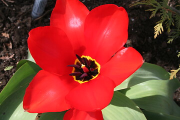 Image showing Red Tulip