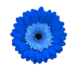 Image showing Gerbera flower isolated on white, blue