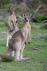 Image showing Three kangaroos in Australian bush land