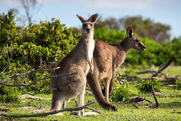 Image showing Two kangaroos in a bush land setting 