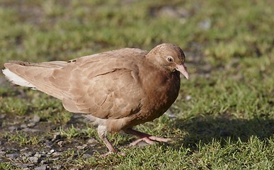 Image showing Pigeon 